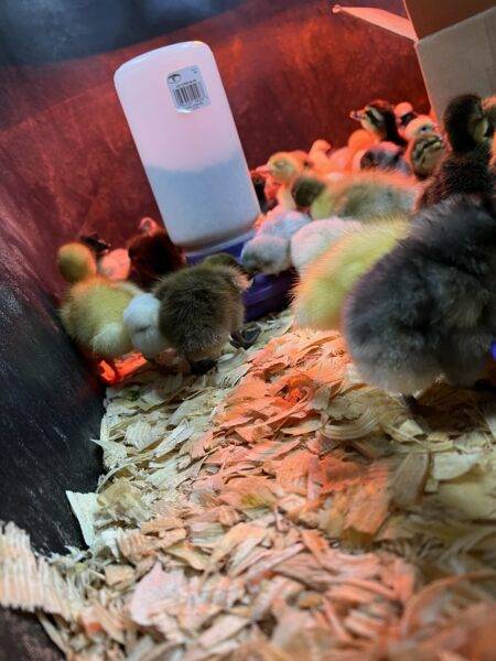 Texas Feed Stop Mont Belvieu TX Chicken Duck Rabbit For Sale Feed Enclosure Cage House Habitat