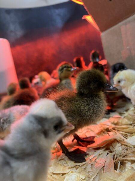 Texas Feed Stop Mont Belvieu TX Chicken Duck Rabbit For Sale Feed Enclosure Cage House Habitat
