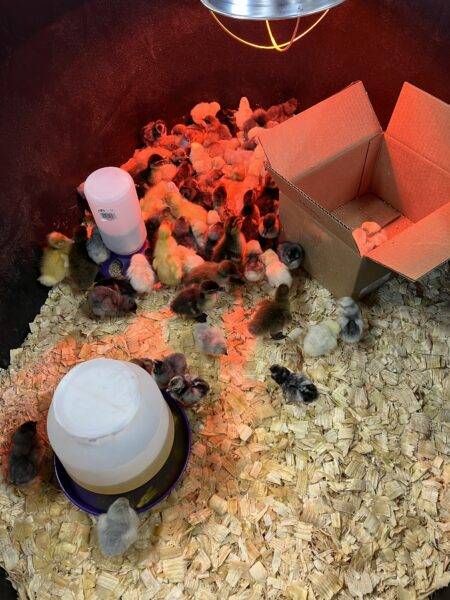 Texas Feed Stop Mont Belvieu TX Chicken Duck Rabbit For Sale Feed Enclosure Cage House Habitat
